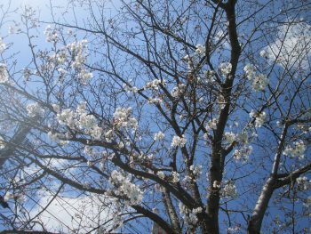 未来館の桜