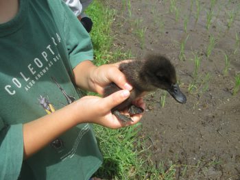 「田んぼの学校」アイガモの放鳥会