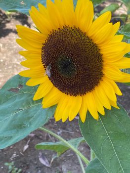 ひまわりの花とミツバチ