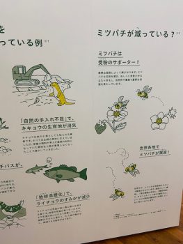 ミツバチについての未来館展示