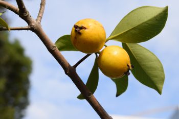 今年も鈴なり、グアバの実