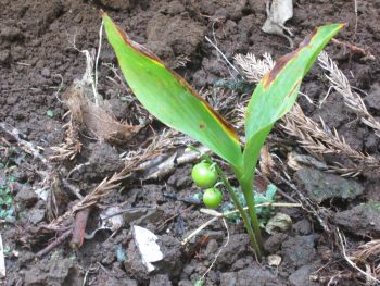 今回植えたスズラン