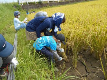 「田んぼの学校」稲刈り