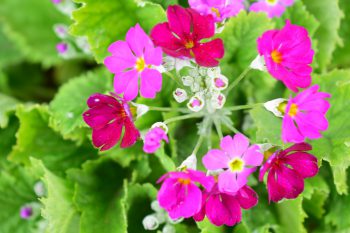 未来館の冬の花