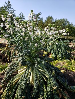 旬の野菜「桜島大根」