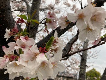 雨と桜