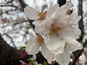 雨と桜