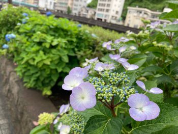 梅雨入り