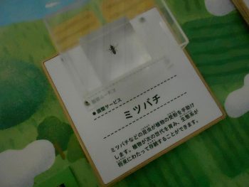 甲突川・桜島サービス　ミツバチ