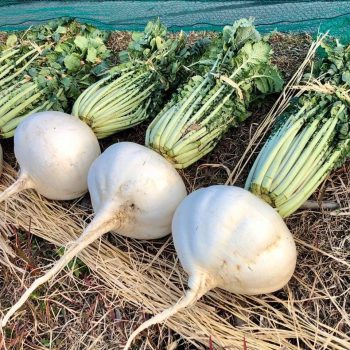 かごしまの味！旬の野菜「桜島大根」料理(1/14)