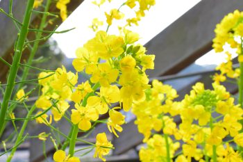 未来館の菜の花