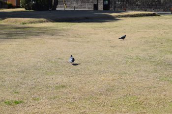 もうすぐ春！