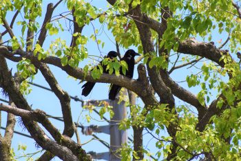 5月の野鳥観察