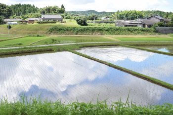 田んぼの様子