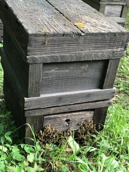 ミツバチの巣箱の写真
