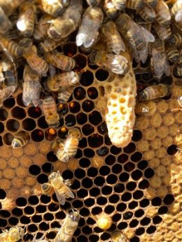 ミツバチと巣の写真