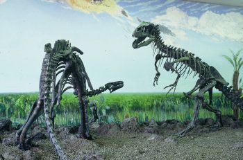 県立博物館の恐竜の化石標本