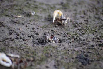 カニが穴へ逃げていく様子