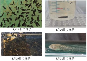 カエル