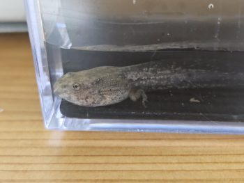 カエル