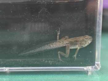カエル