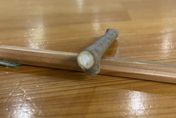 キブシの幹の断面
