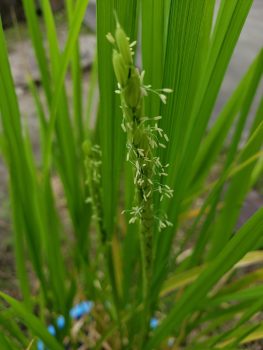 稲の花の様子
