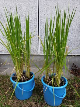 バケツ稲の栽培