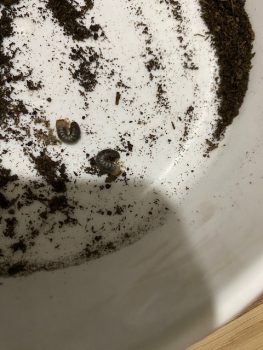 カブトムシの幼虫