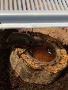 カブトムシの成虫