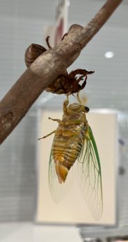 セミの羽化
