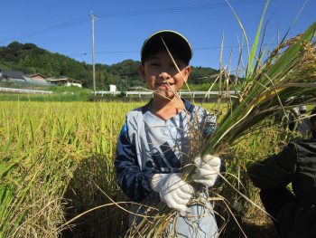 田んぼ1012
