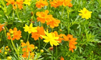 キバナコスモスの写真