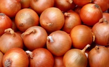 たまねぎの写真