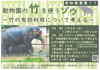動物園の竹を使うゾウ（2/8）
