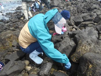 桜島袴腰のいきものに会いに行こう(4/18)