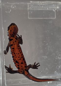 アカハラのハラもよう