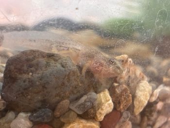 手足の生えたオタマジャクシ